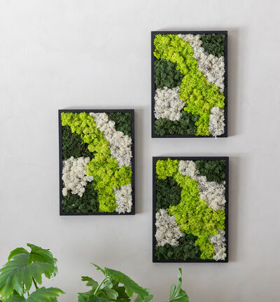 Mosebilde grønn og hvit firkantet Mosebilde grønn og hvit firkantet